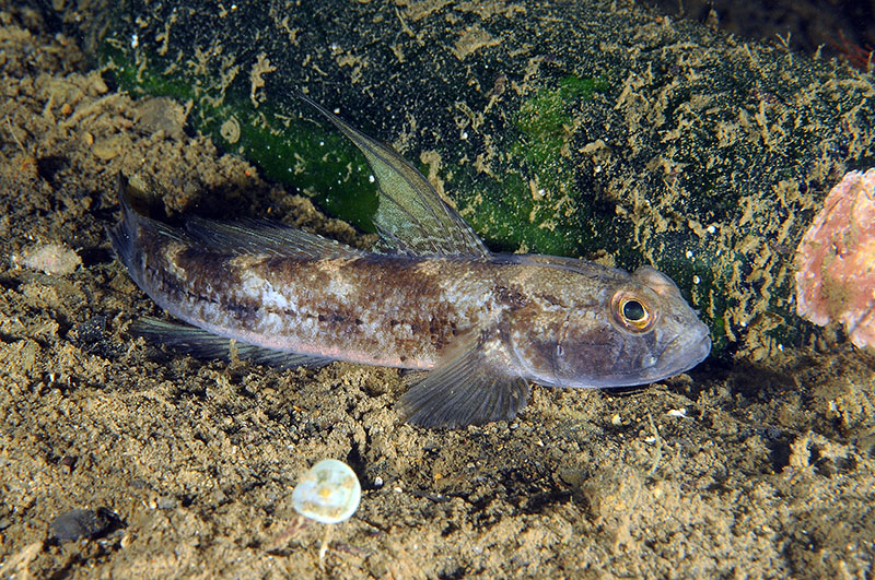 Gobius couchi da Livorno